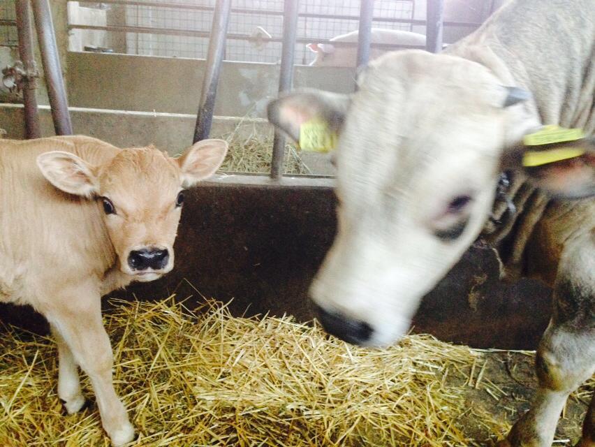 Cascina Del Vai Séjour à la ferme Cairo Montenotte