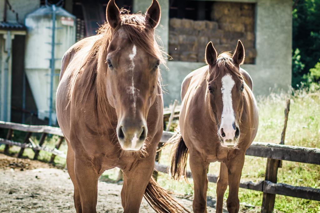 Séjour à la ferme Cascina Del Vai Cairo Montenotte